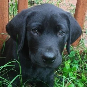 Meet your Posher, Martha